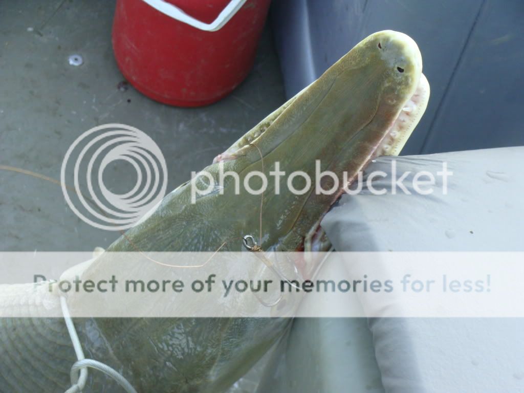 How to use fish bites