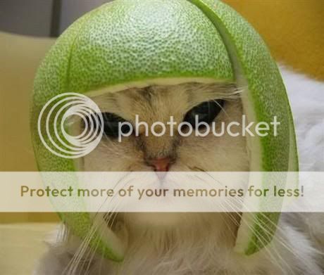 Pomelo helmet cat