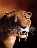 Sabertooth.jpg Sabertooth Tiger image by ReannaExplosion