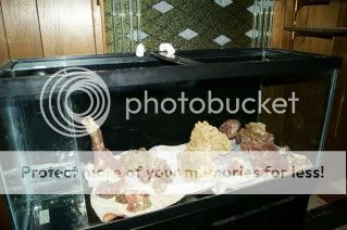 DSC00228 - MY 80 gallon tank build