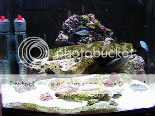 IMG 2034 - my 12 gal nano