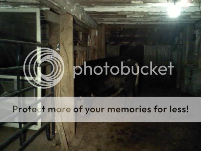 Pictures of the Barn - Cattle