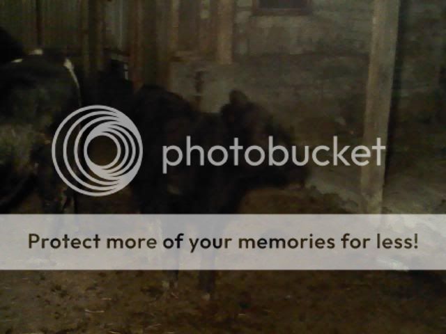 Pictures of the Barn - Cattle