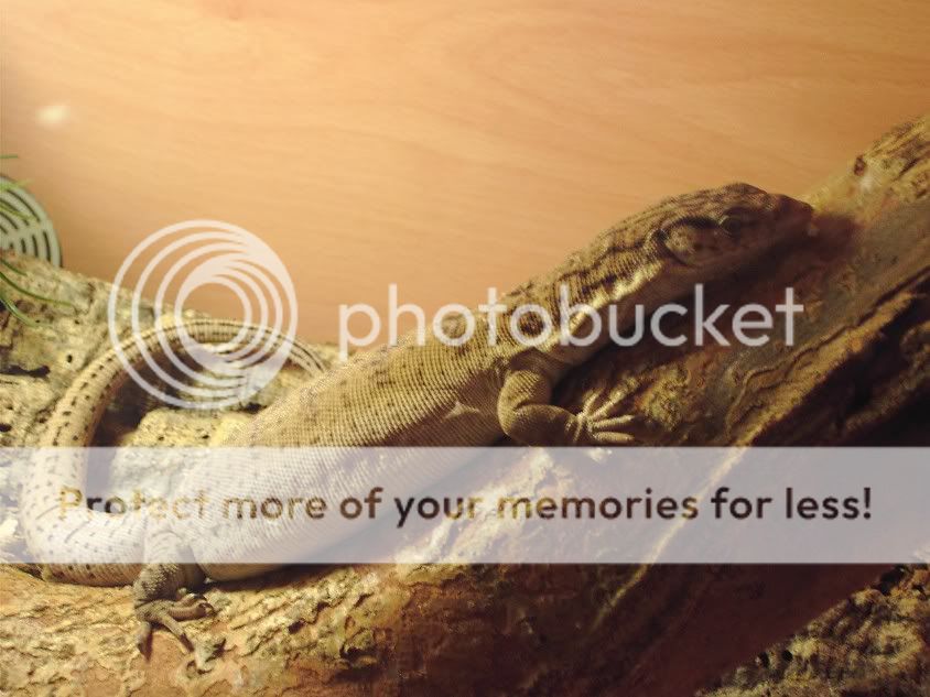 Eastern A few Dwarf monitors for sale Reptile Forums