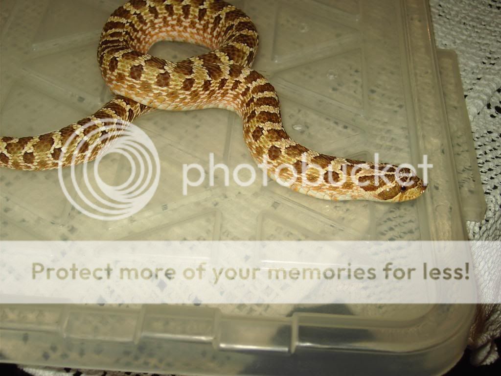Adult Hognoses Proven breeders ( Peterborough ) Reptile Forums