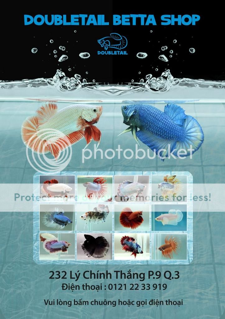 Toàn Quốc - Doubletail betta Shop - Chuyên cung cấp sỉ lẻ các loại cá Betta - 4